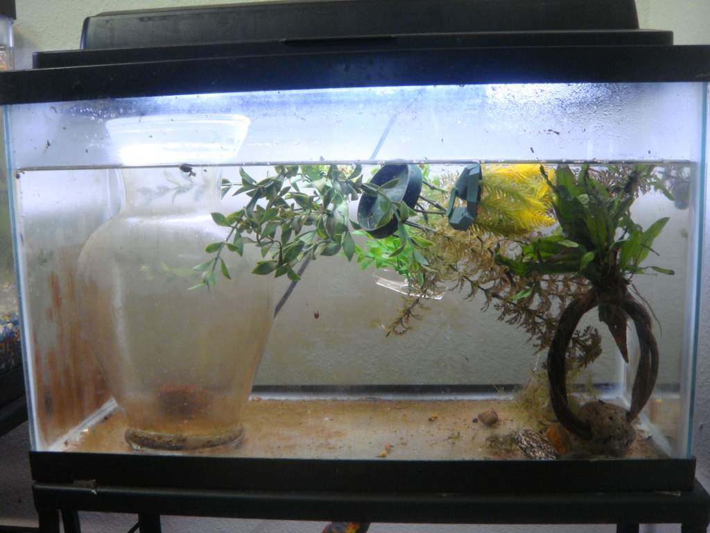 larvae tank