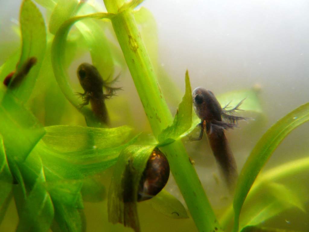 larvae waiting to catch micro-organisms