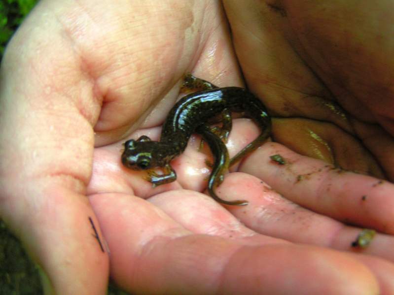 Larval and adult Cascade Torrent Salamanders (Rhyacotriton cascadae)