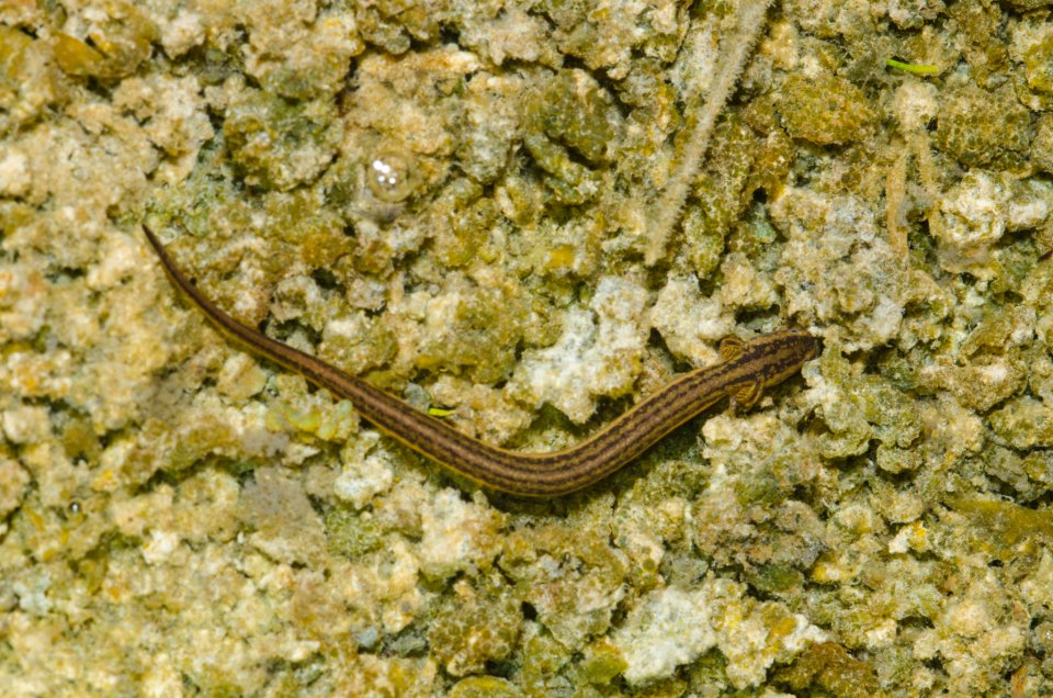 Larval Everglades dwarf siren.