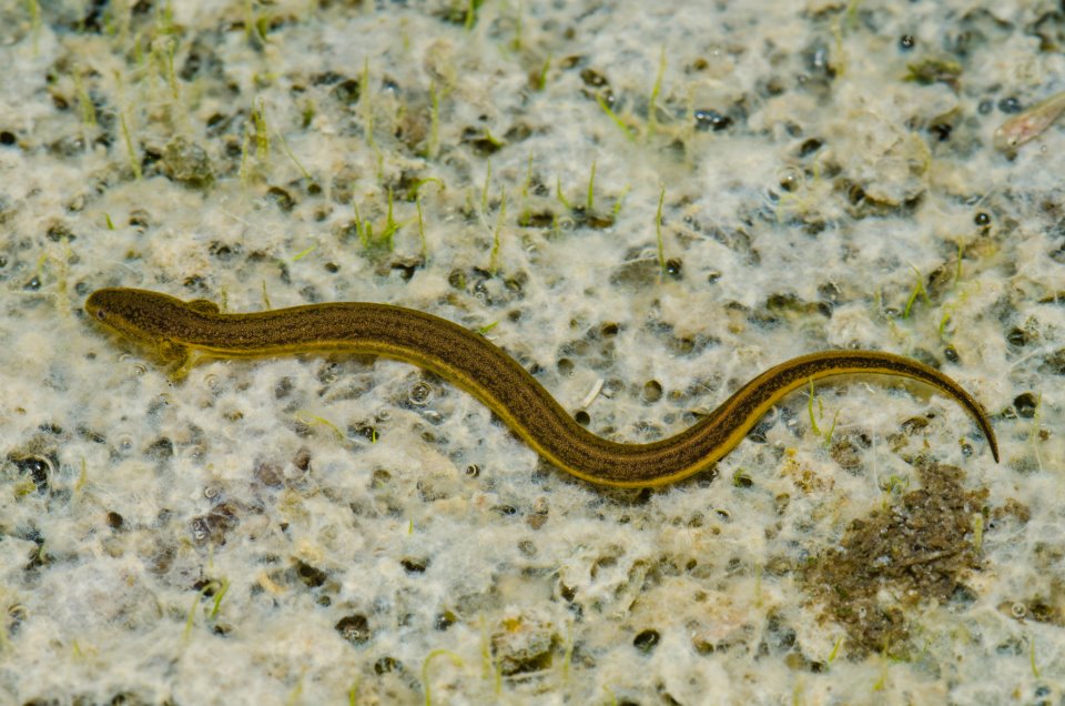 Larval Everglades dwarf siren.