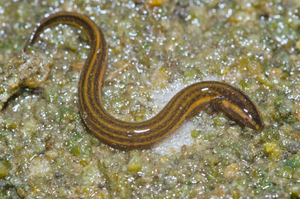 Larval Everglades dwarf siren.