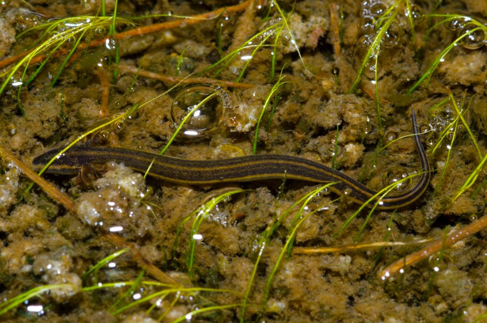 Larval Everglades dwarf siren.