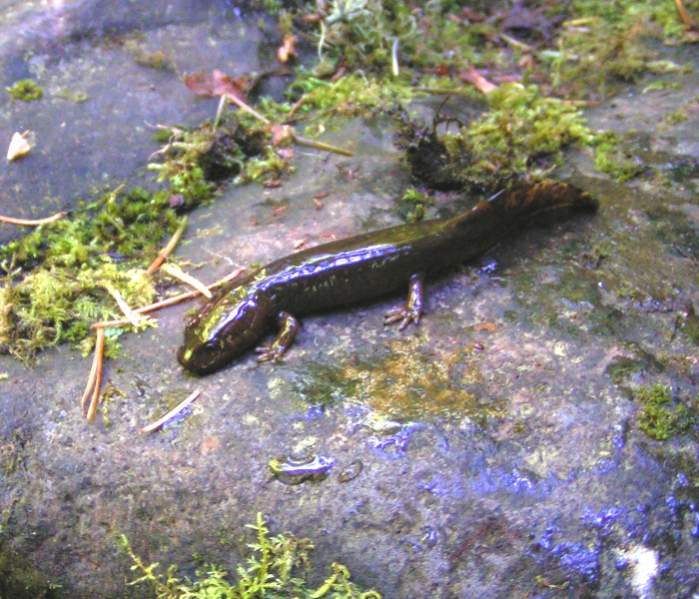 Larval Pacific Giant Salamander (Dicamptodon tenebrosus)