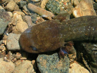 Larval Pacific Giant Salamander (Dicamptodon tenebrosus)