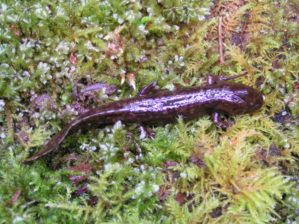 Larval Pacific Giant Salamander (Dicamptodon tenebrosus)