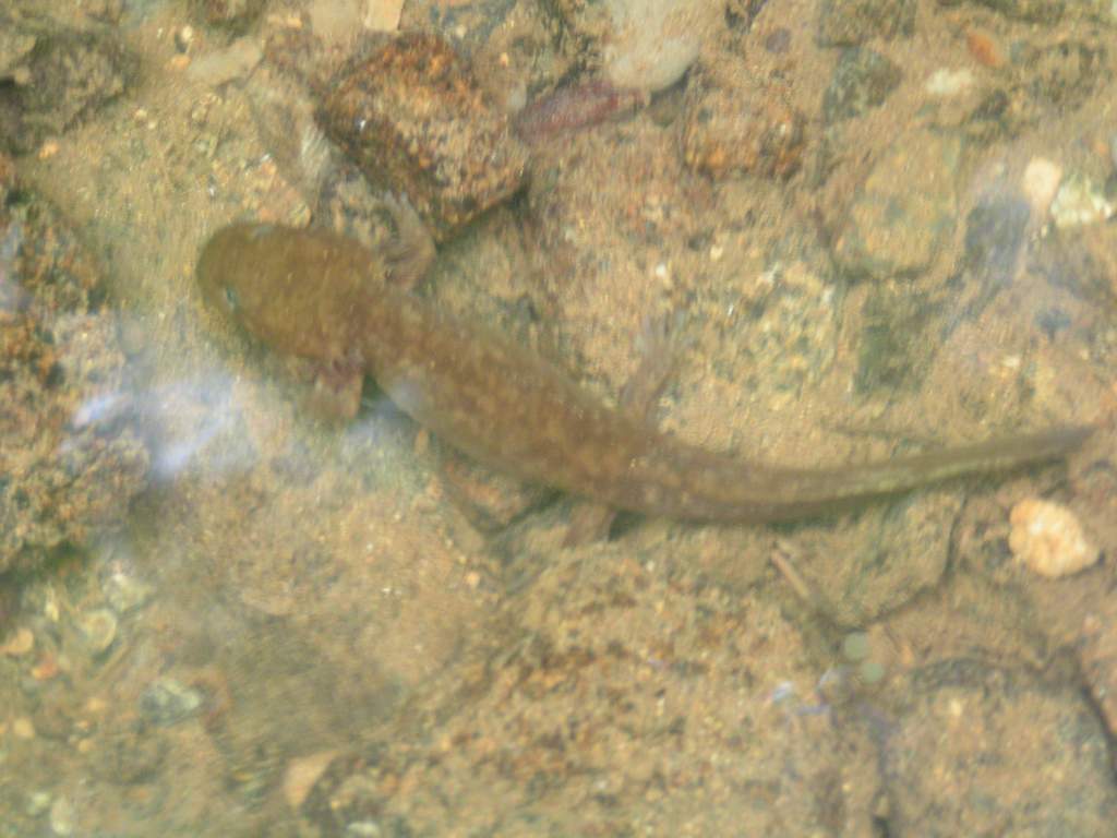 Larval Pacific Giant Salamander (Dicamptodon tenebrosus)