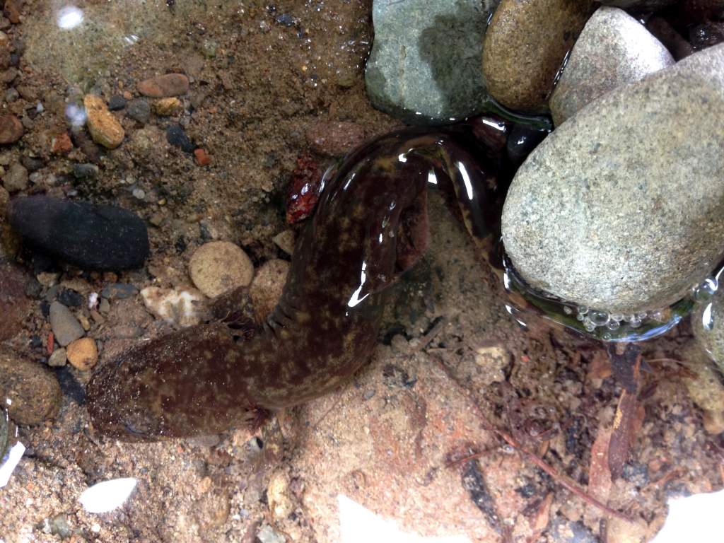 larval Pacific Giant Salamander (Dicamptodon tenebrosus)