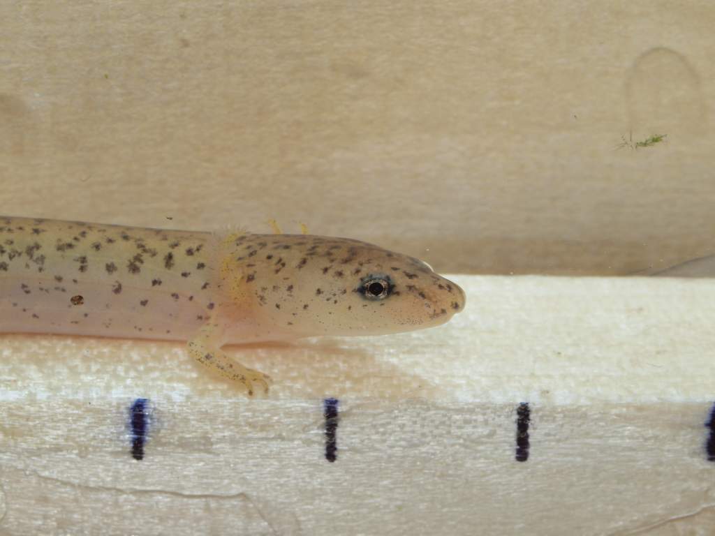 Larval southern red salamander (Pseudotriton ruber vioscai).