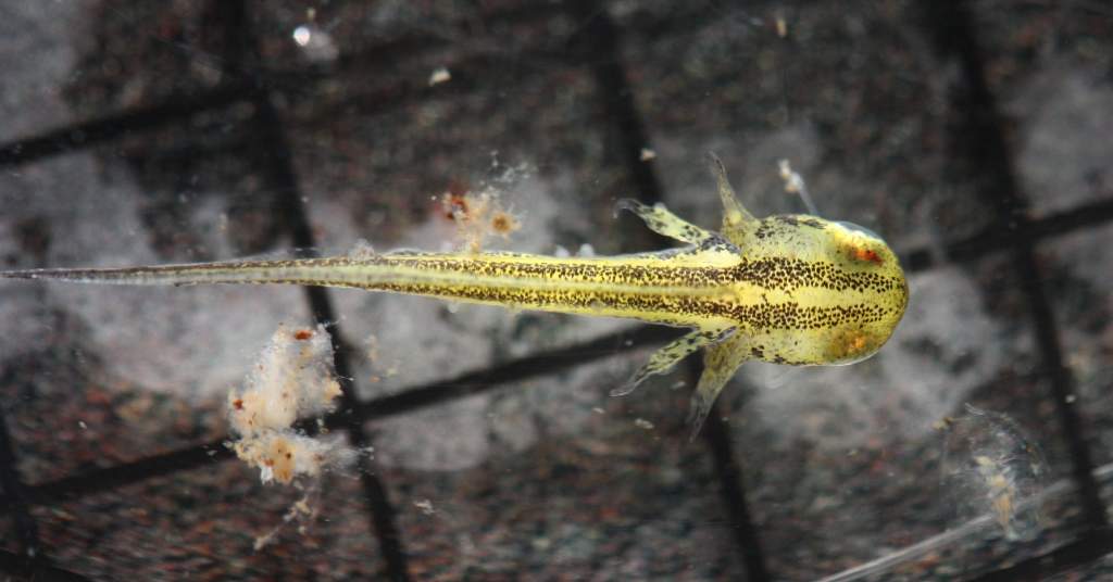 Larval Triturus marmoratus