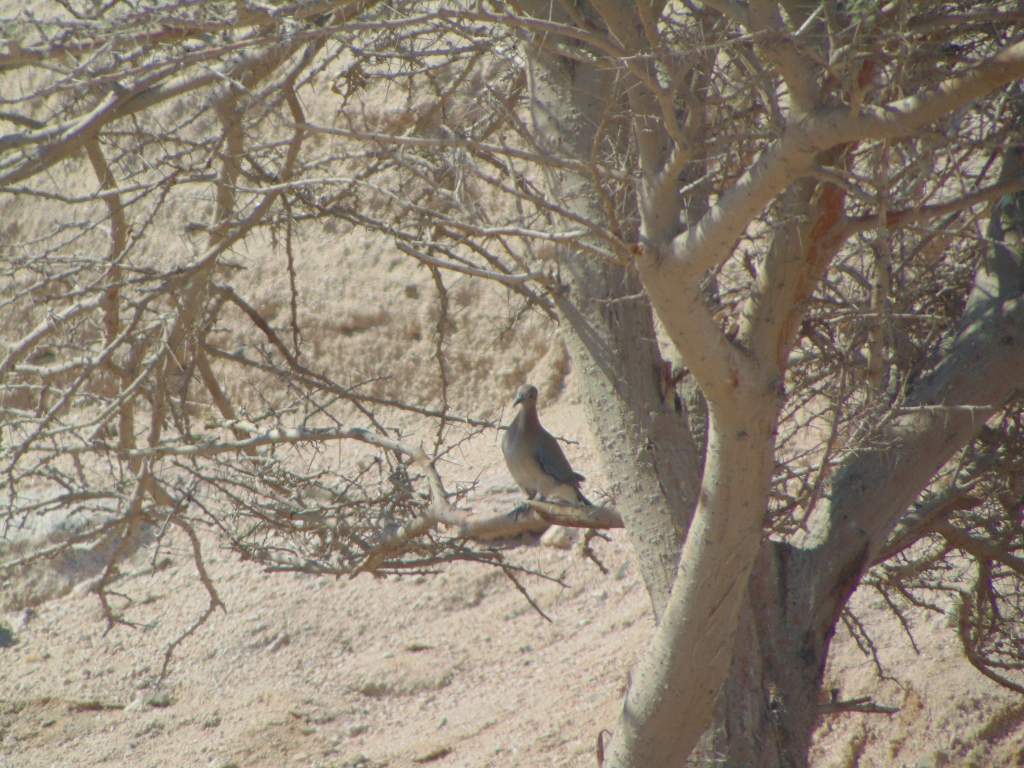 Laughing dove