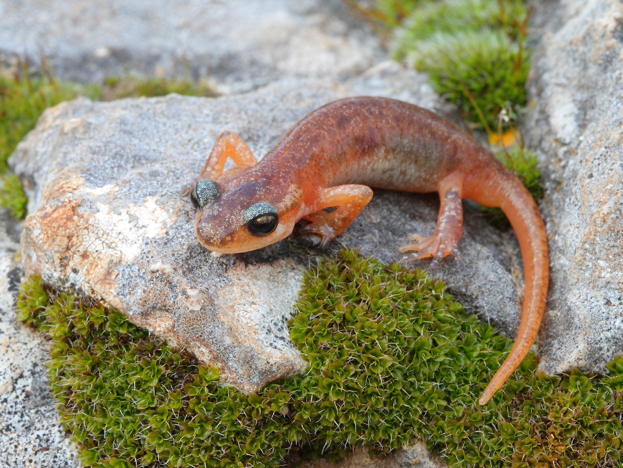 Laura Tiemann - Lyciasalamandra basoglui juvenile