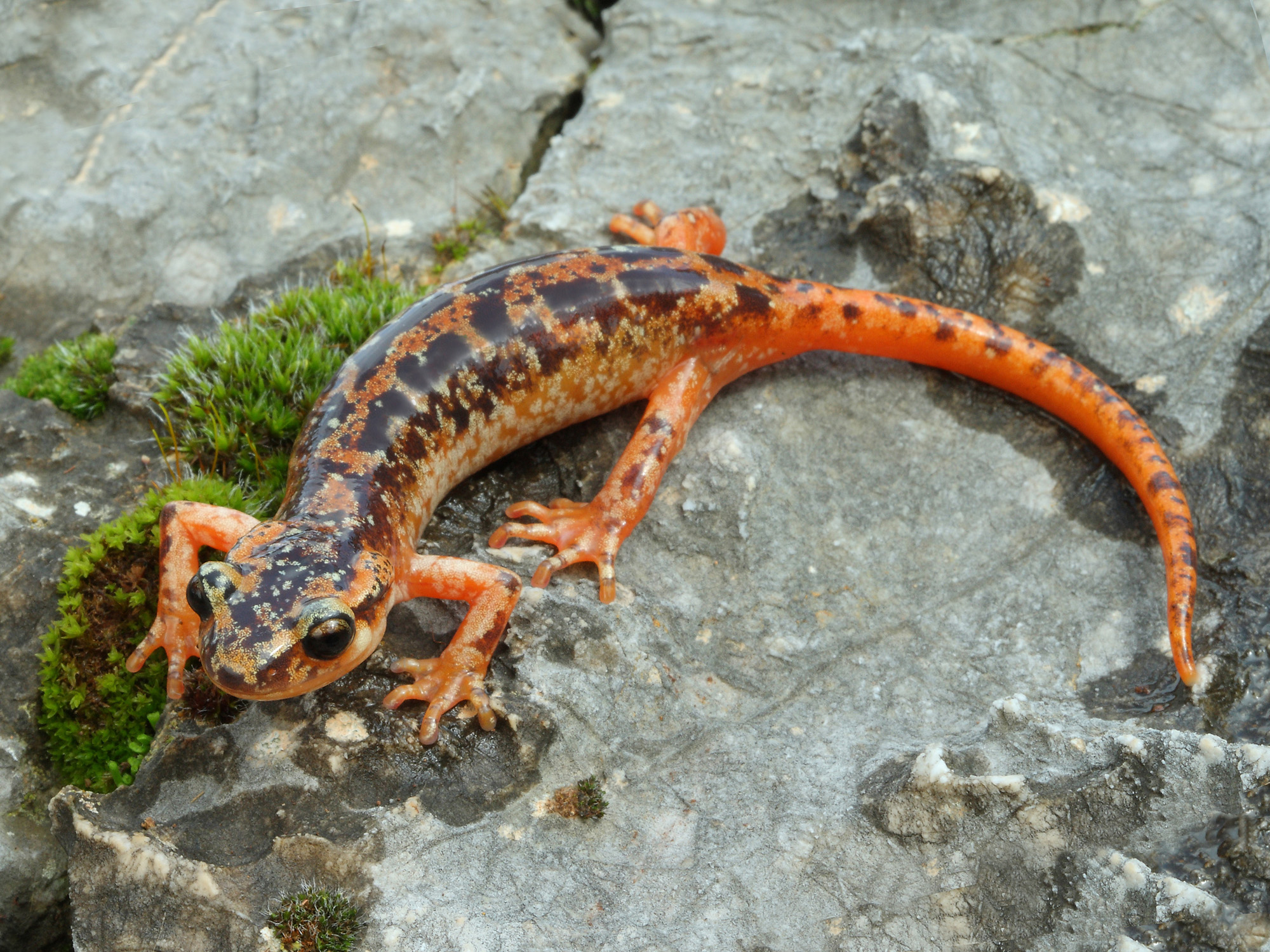 Laura Tiemann - Lyciasalamandra luschani