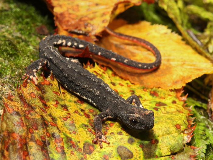 Laura Tiemann Salamandrina perspicillata