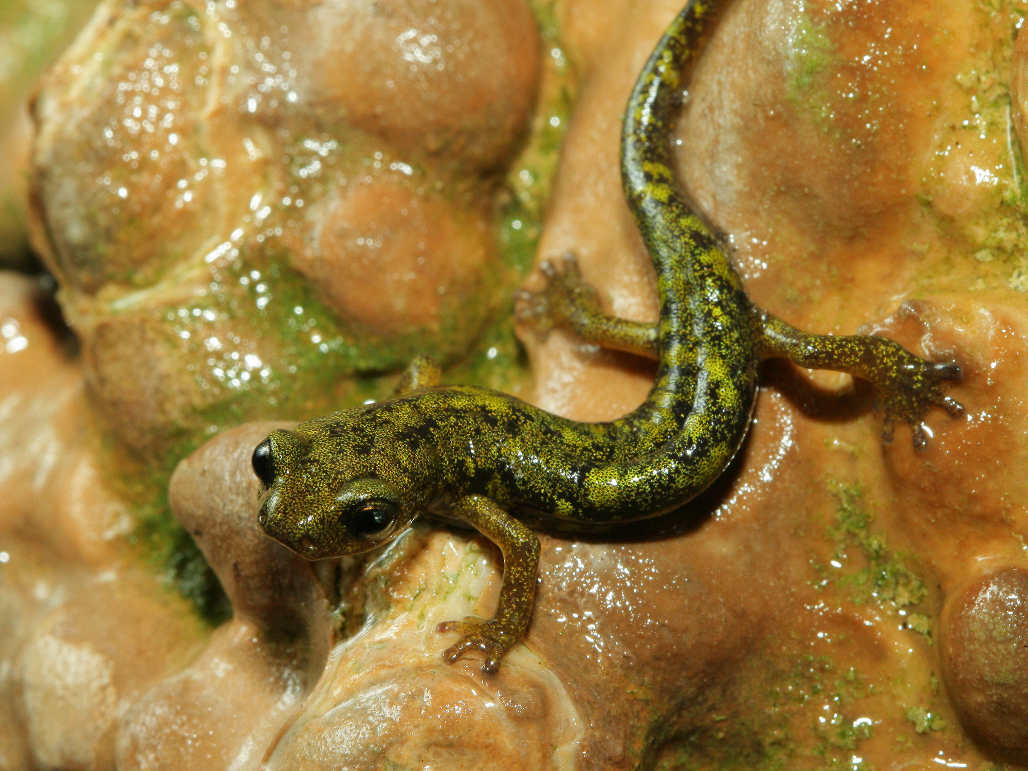 Laura Tiemann - Speleomantes imperialis juvenile