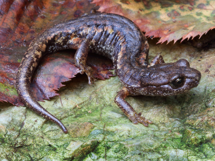 Laura Tiemann Speleomantes italicus