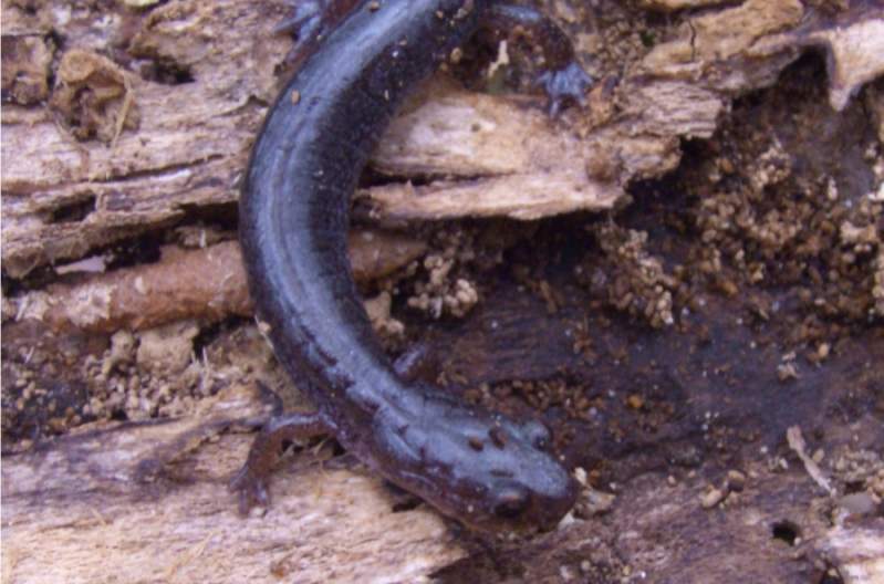 Lead Back phase of Plethodon Cinereus-Close up!