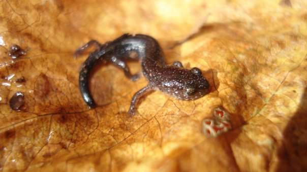 Leadback Salamander- Middlesex, NJ