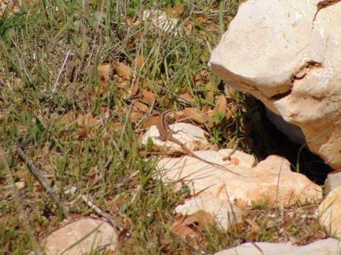 Lebanon lizard in Ajloun forest reserve north of Amman