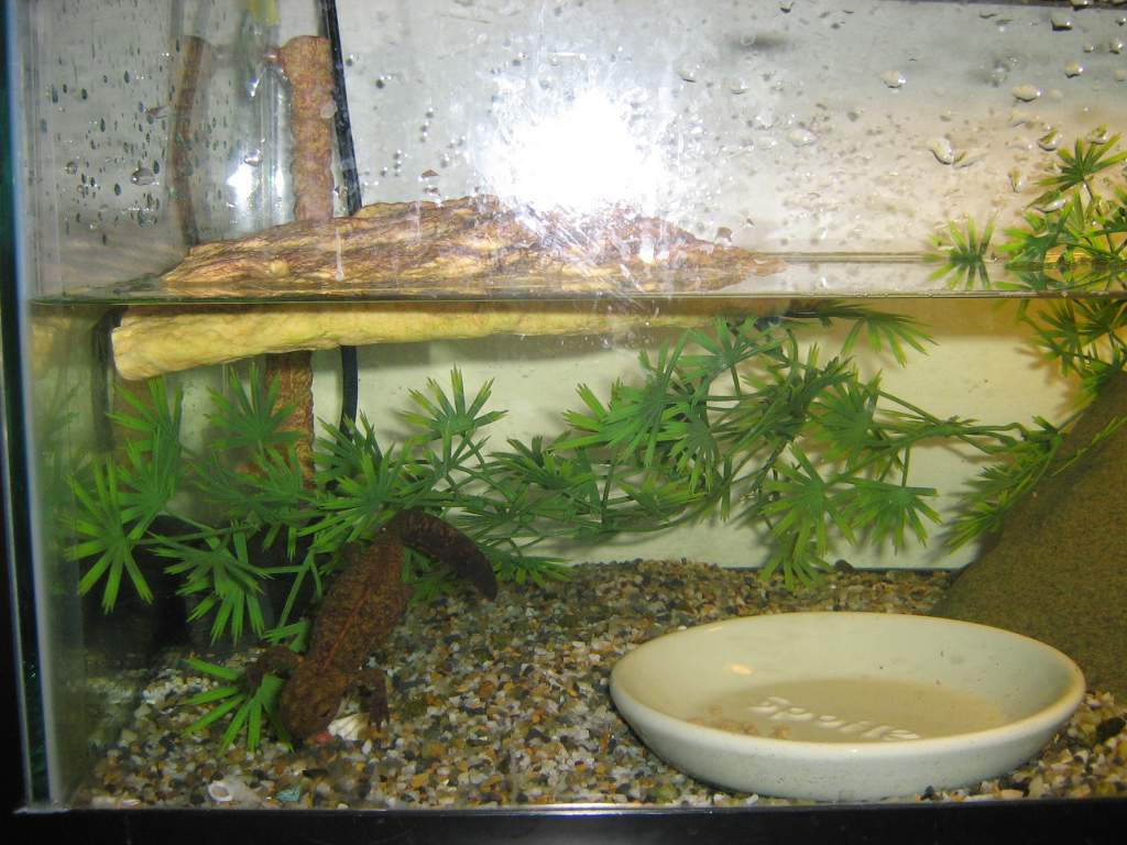 left side of tank