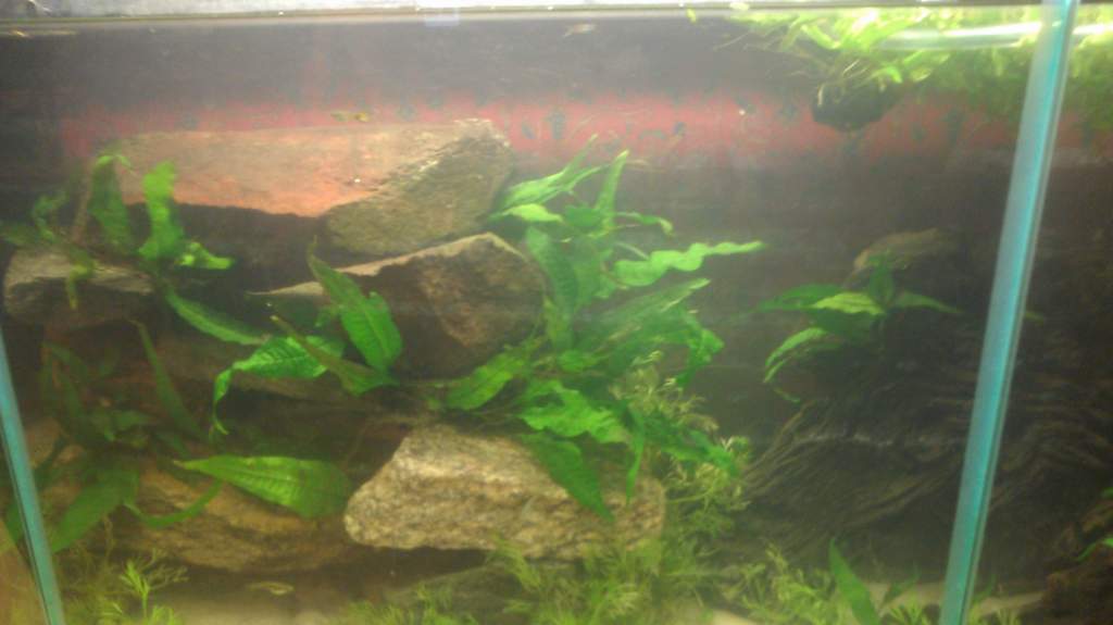 Left side of tank