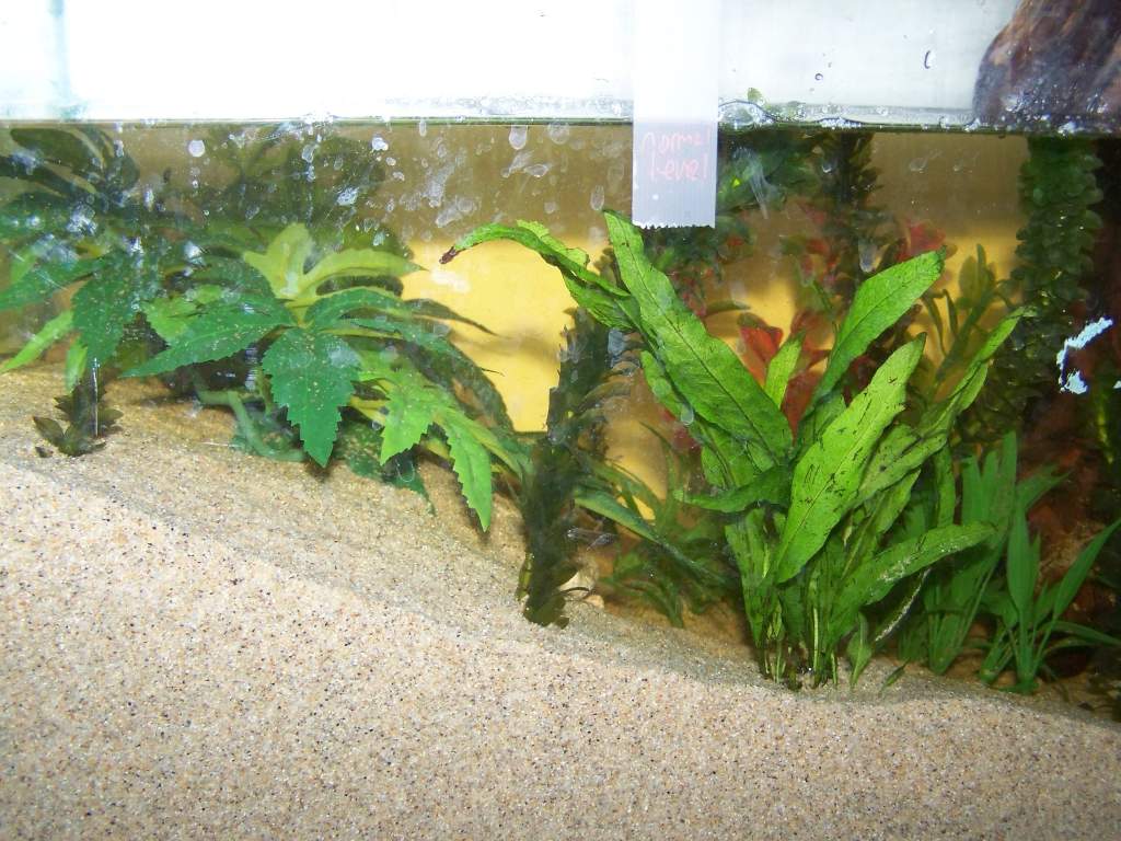 left side of the tank. Plants: the tall skinny one is Elodia Densa and a java fern.