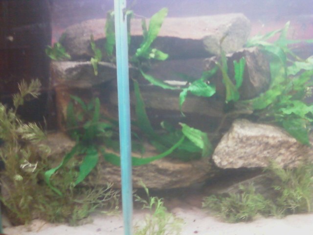 Left side of the tank.