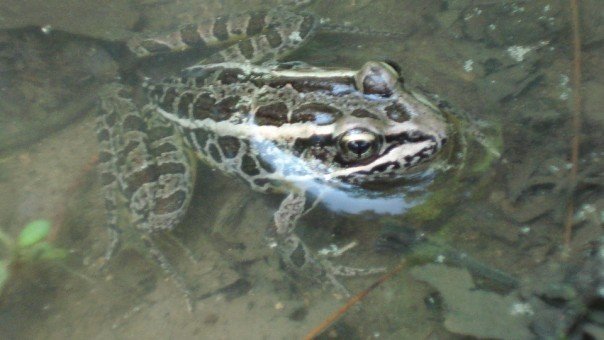 Leopard Frog- Ringwood State Park, NJ