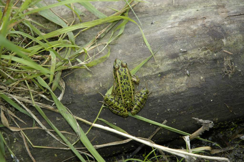 Leopard frog