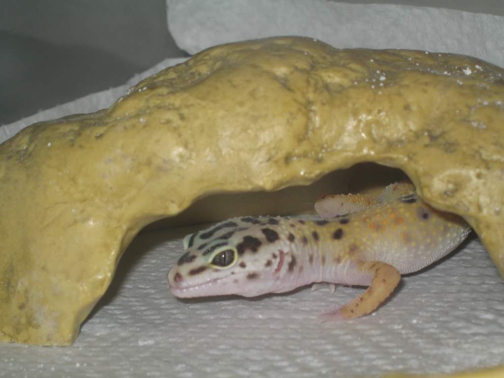 Leopard gecko