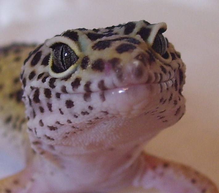 leopardgecko