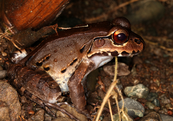 Leptodactylus pentadactylus - Smoky Jungle Frog