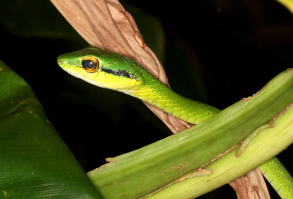 Leptophis ahaetulla - Green Parrot Snake