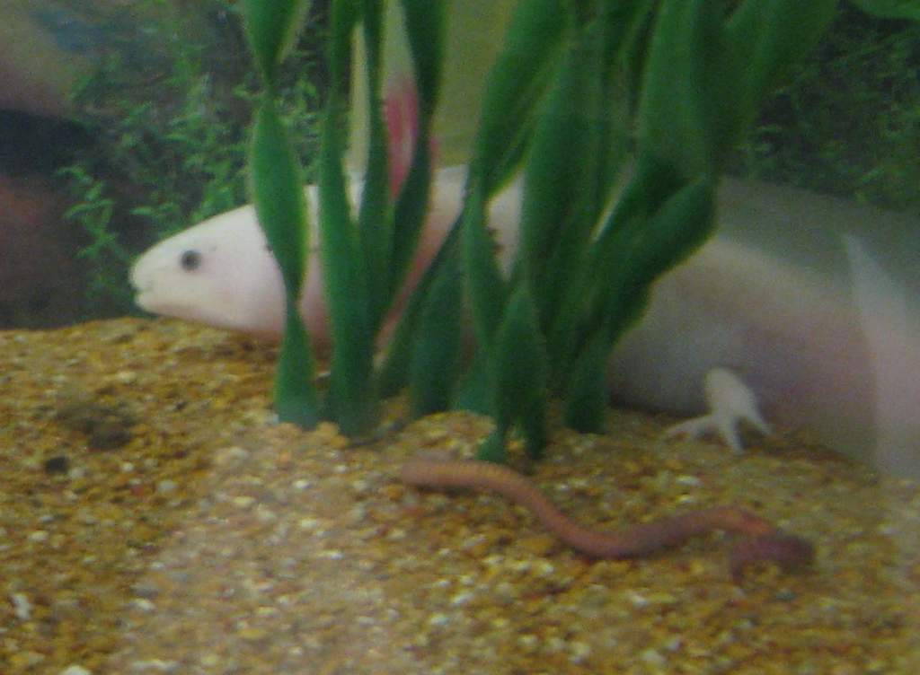 leucistic at 5 months