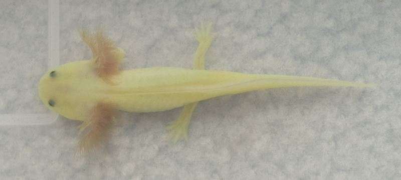 leucistic axies