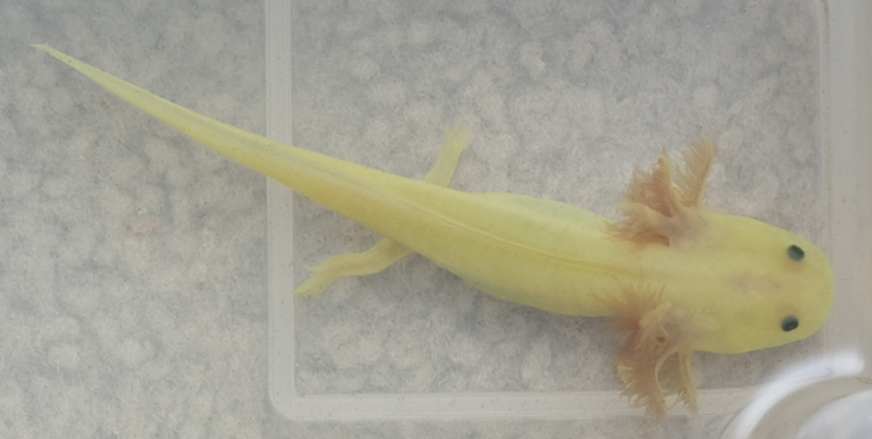 leucistic axies