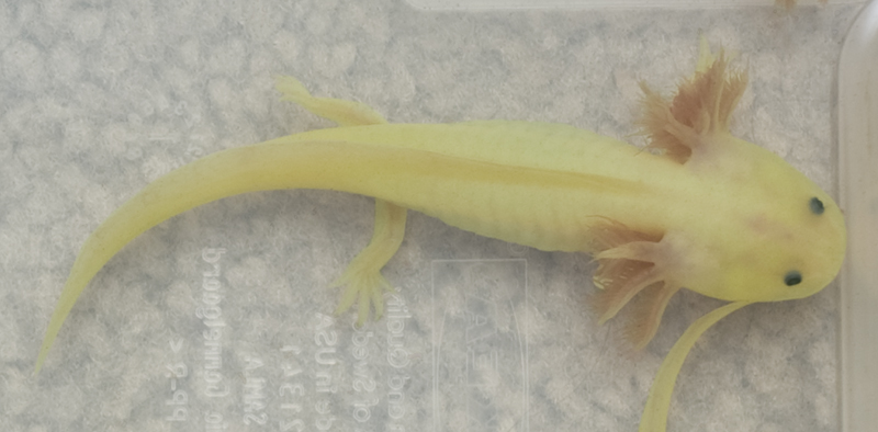 leucistic axies