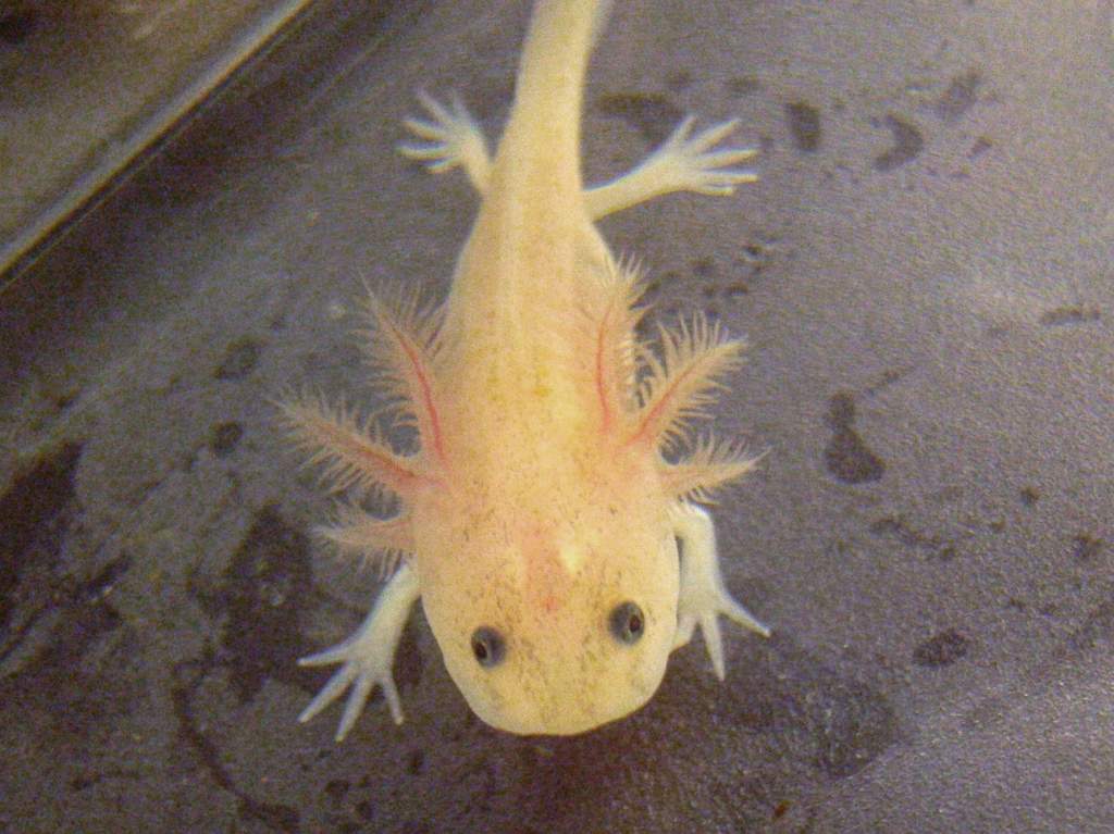 leucistic axolotl - 12 weeks