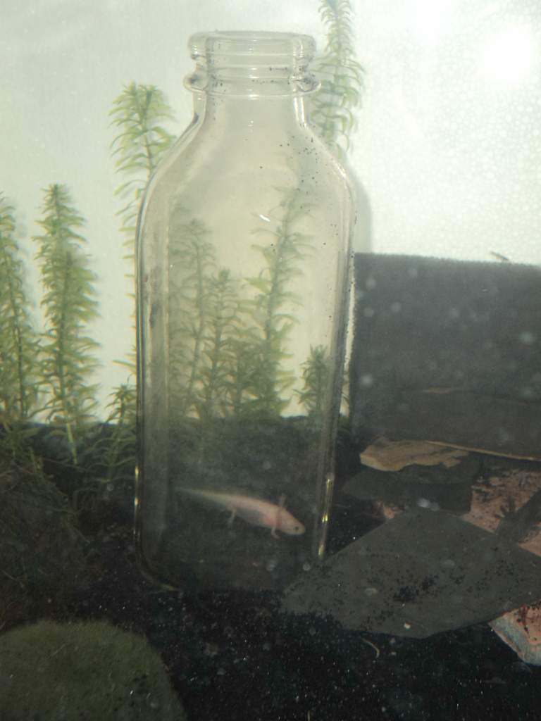 leucistic axolotl in a bottle