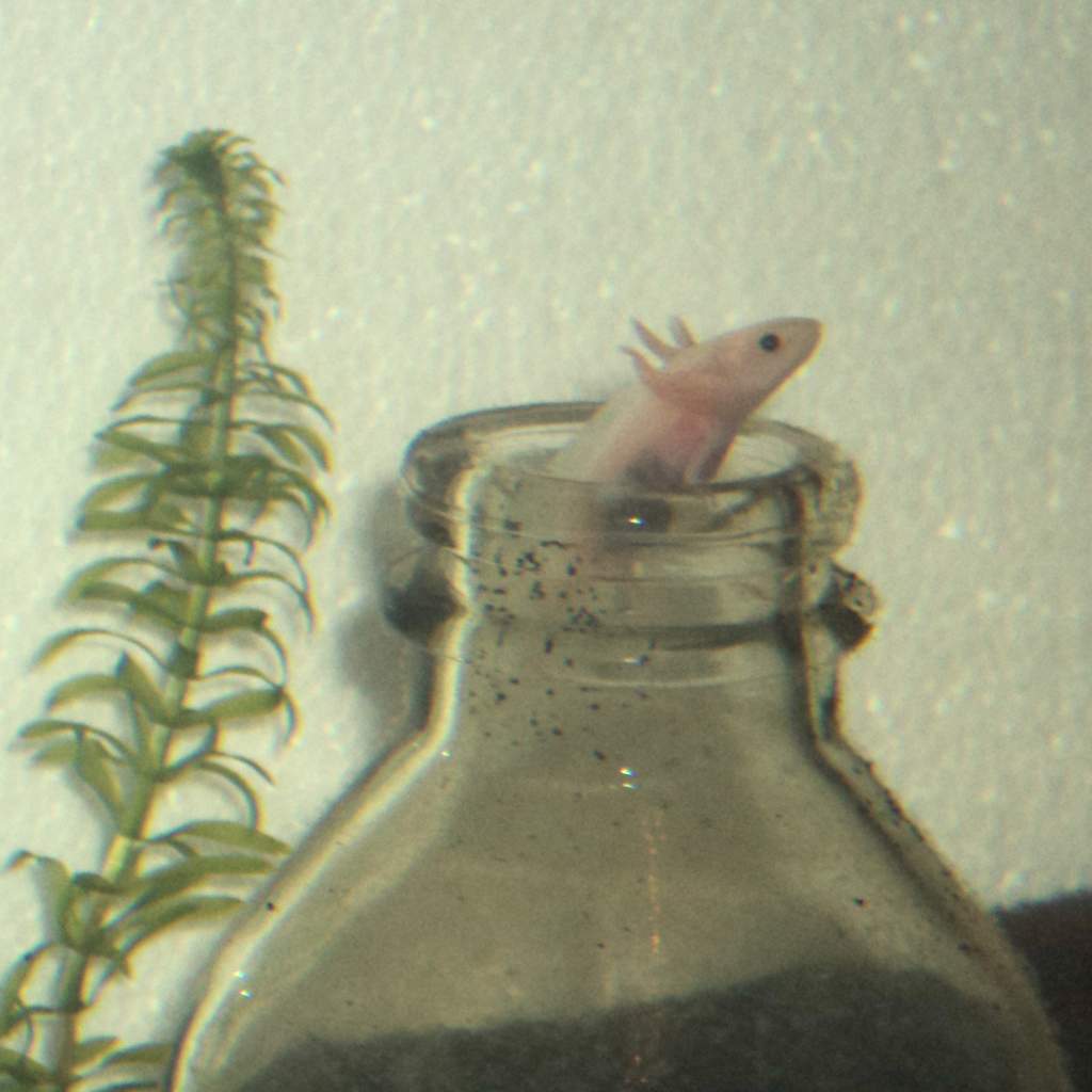 leucistic axolotl in a bottle