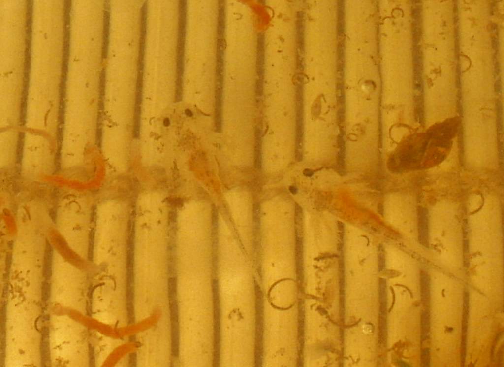 Leucistic axolotl larvae