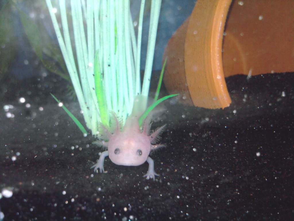 leucistic axolotl