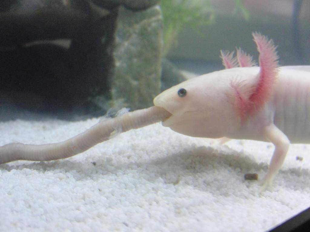 Leucistic eating worms