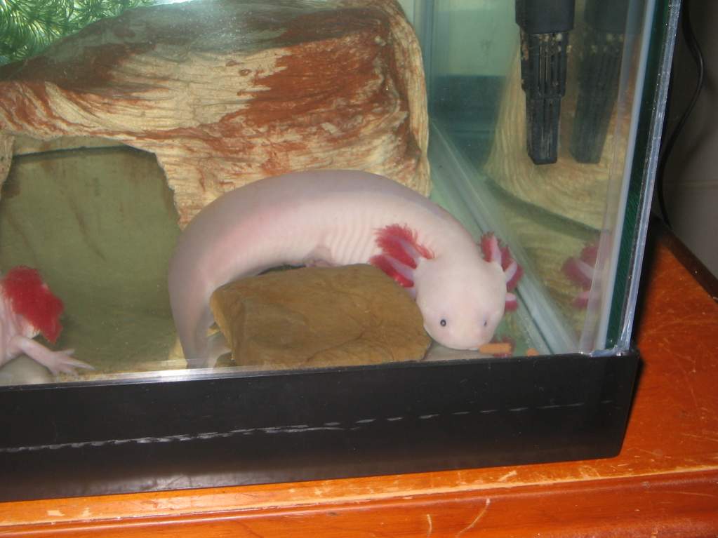 Leucistic female axolotl "Pinkerton", or "Pinky" for short!