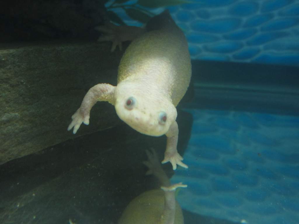 Leucistic female (Daisy)