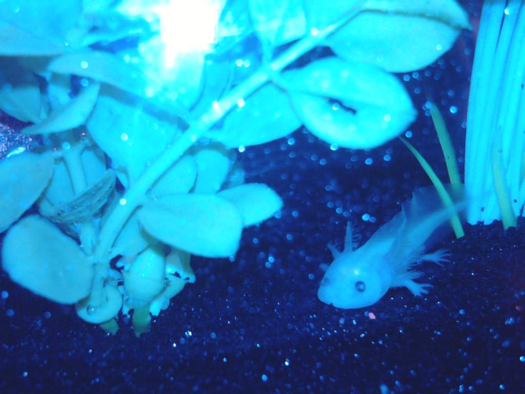 leucistic GFP axolotl