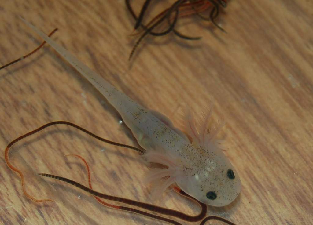 Leucistic juvenile axolotl.