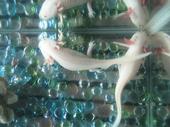 Leucistic Ladies