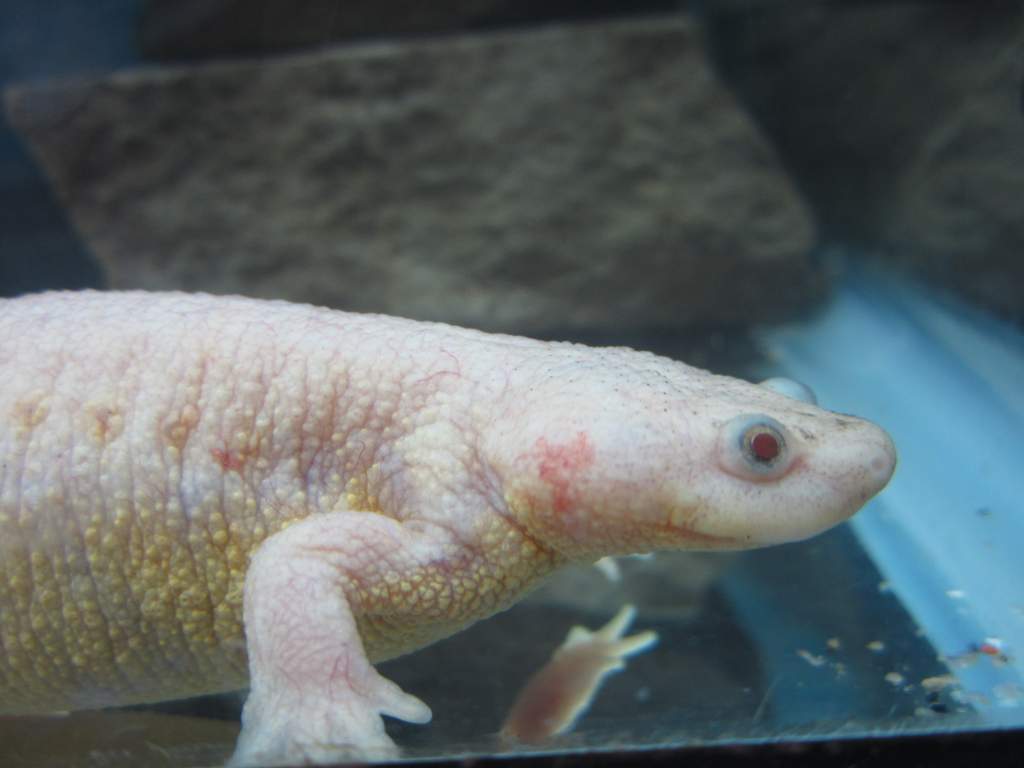 leucistic- She is a shy one.