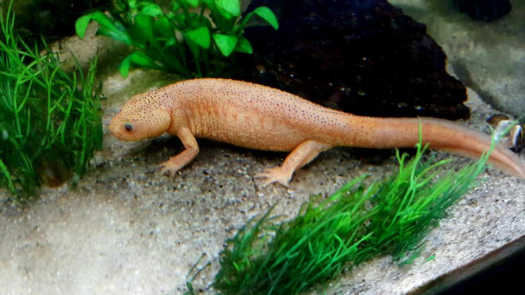 Leucistic Spanish Ribbed Newt (Pleurodeles waltl) Male